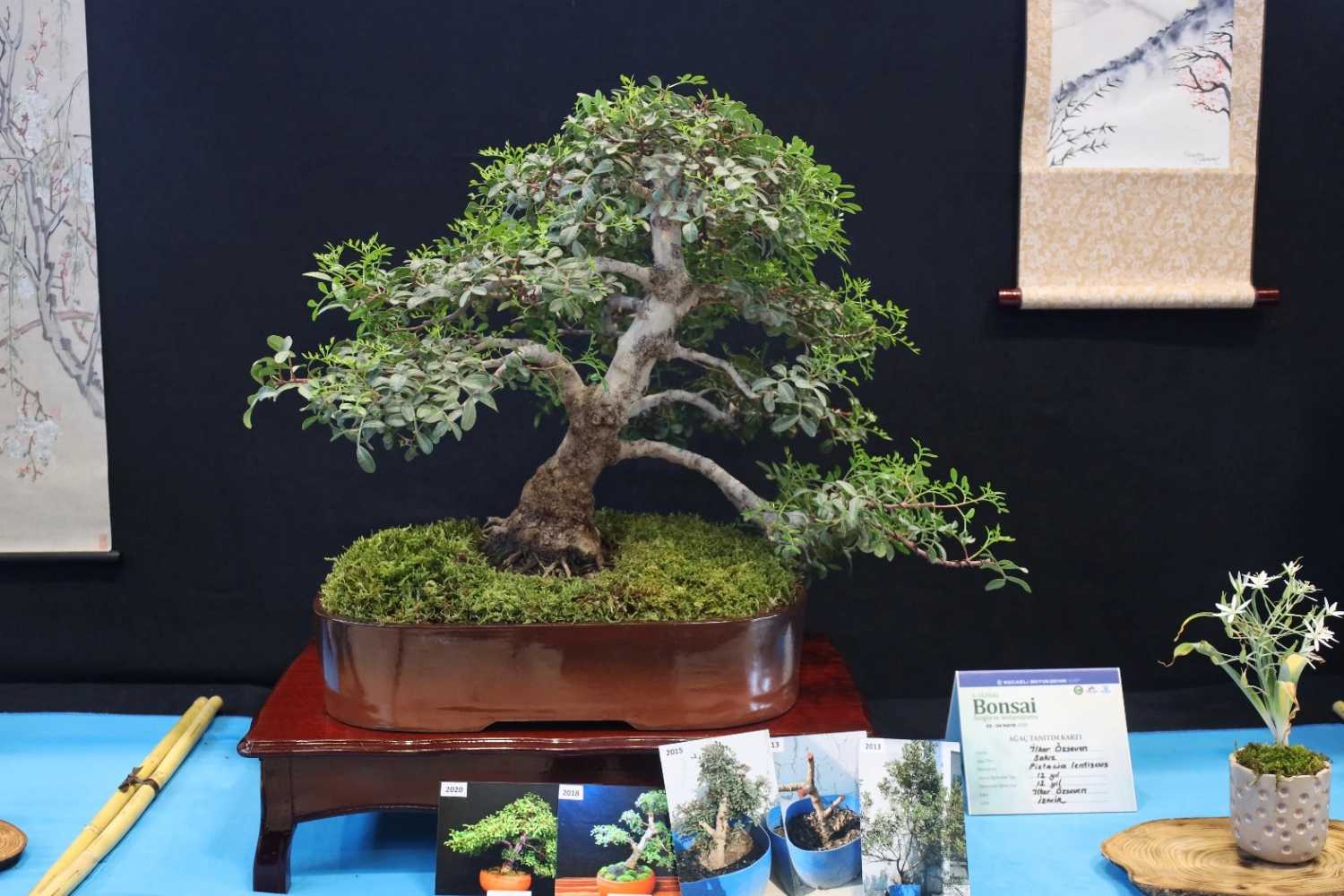 Kocaeli&rsquo;de sanat tutkunları bonsai sanatı ile tanıştı