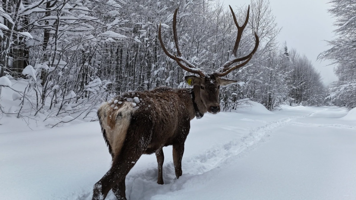 Kuzuyayla&rsquo;nın m&uuml;davimi kızıl geyikler